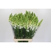 Antirrhinum Potomac White