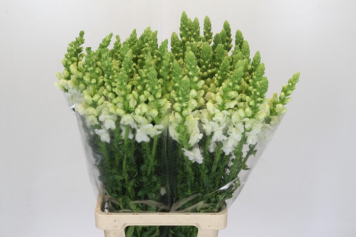 <h4>Antirrhinum Potomac White</h4>
