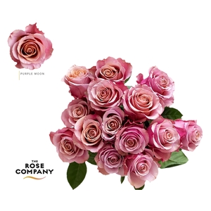 Rosa Ec Purple Moon