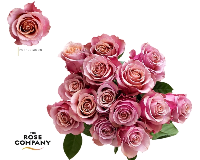 <h4>Rosa Ec Purple Moon</h4>