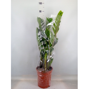 Zamioculcas zamiifolia
