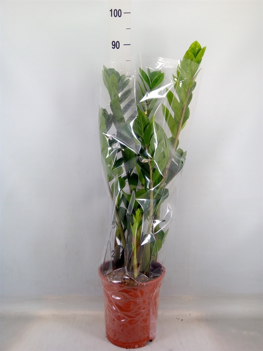 <h4>Zamioculcas zamiifolia</h4>