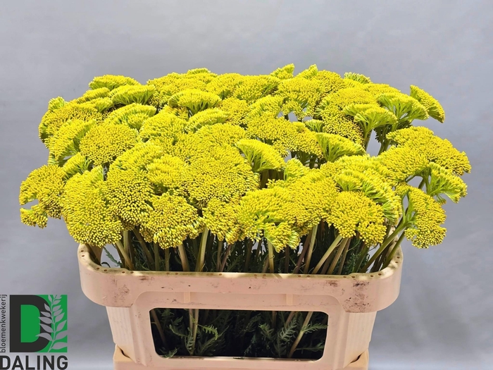 <h4>ACHIL F PARK VARIETY</h4>