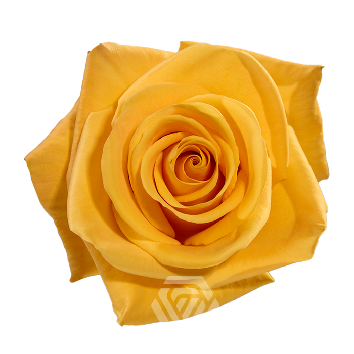 <h4>R GR BUMBLEBEE Tessa</h4>