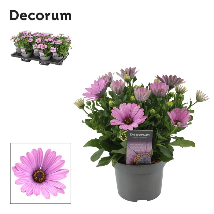 <h4>Osteospermum Cape Daisy Antique Rose Decorum</h4>
