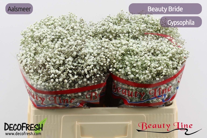 <h4>GYPS PA BEAUTY BRIDE</h4>