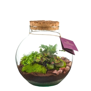 Wardians Terrarium - Venus large