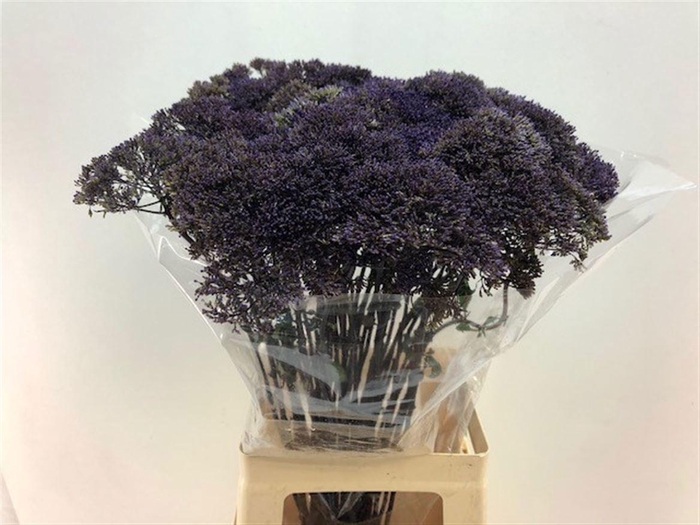 <h4>TRACH LAKE SUPERIOR</h4>