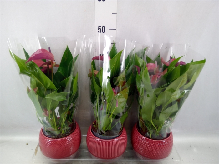 <h4>Anthurium andr. 'Pure Purple'</h4>