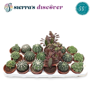 CACTUS GEM
