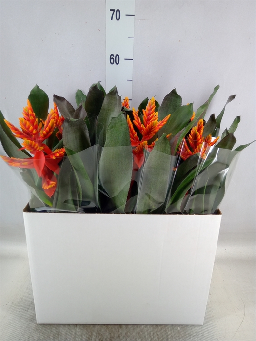 <h4>Aechmea  'Pepita Elegant Flames'</h4>