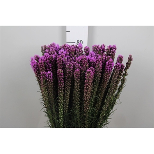 Liatris Spicata