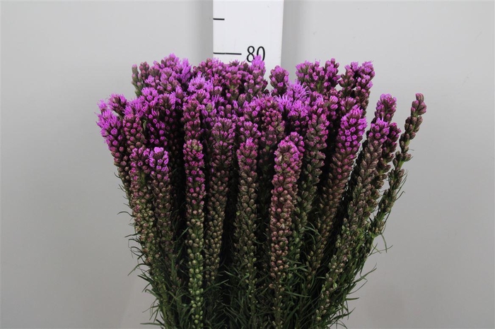 <h4>Liatris Spicata</h4>