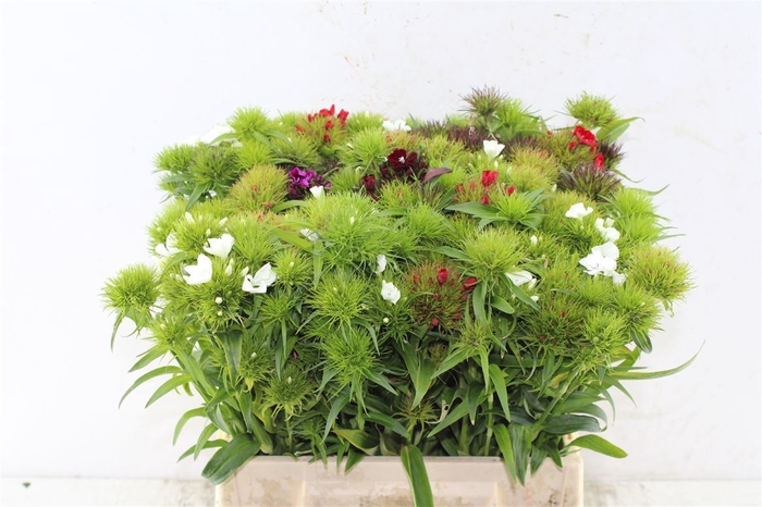 <h4>Di Barb Mixed Bunch!</h4>