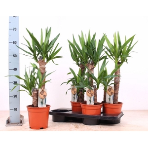 Yucca