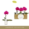 Phalaenopsis overig paars (meerdere