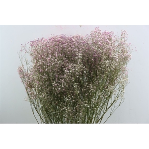 Dried Gyps Light Pink Bunch