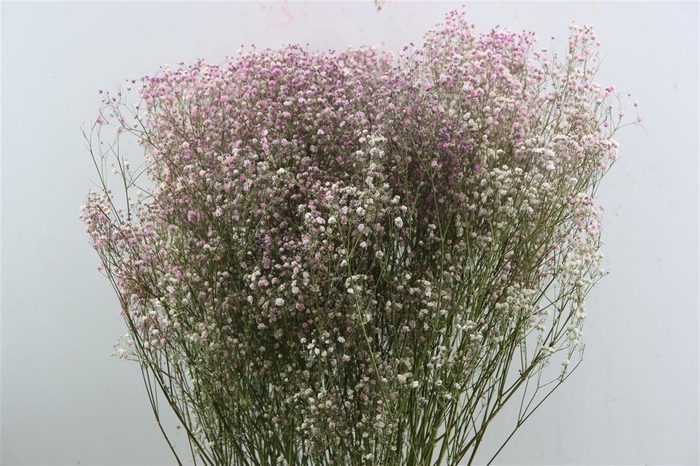 <h4>Dried Gyps Light Pink Bunch</h4>