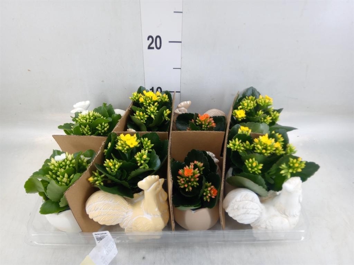 <h4>Kalanchoe   ...</h4>