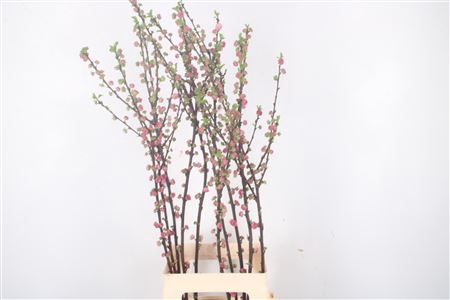 <h4>Prunus Triloba Vert</h4>