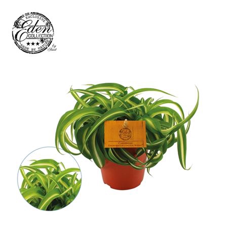 <h4>Chlorophytum Bonnie</h4>