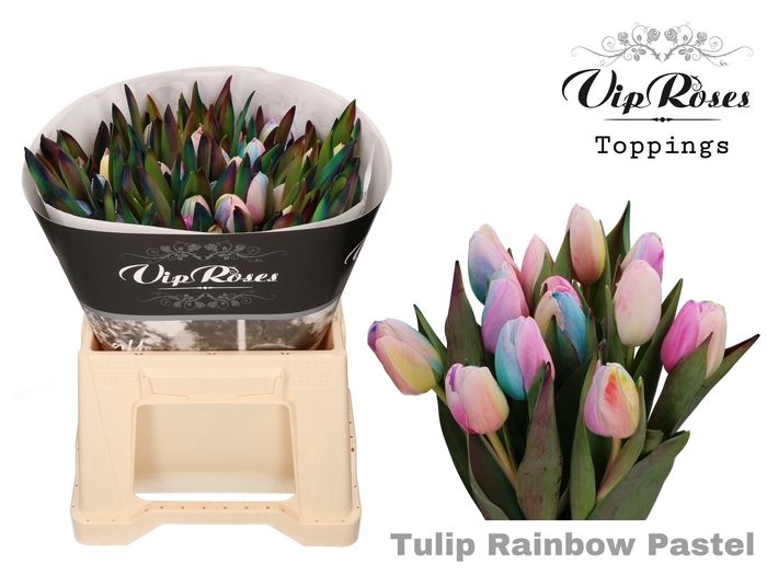 <h4>Tu En Vip Rainbow Pastel</h4>