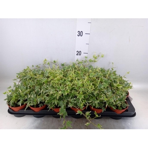 Hedera helix