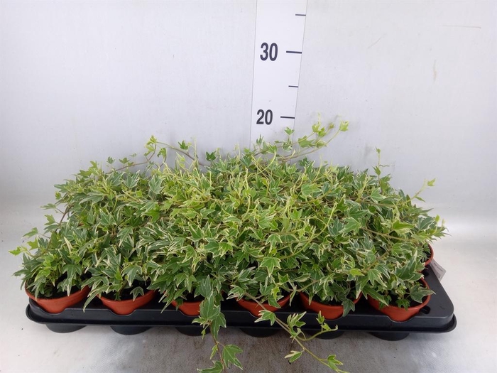 <h4>Hedera helix</h4>