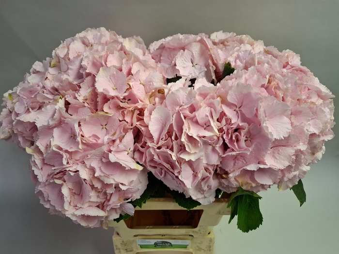 <h4>Verena65cm</h4>