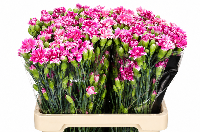<h4>Dianthus Sp Tessino Fruity</h4>