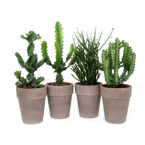 Euphorbia mix grijze pot