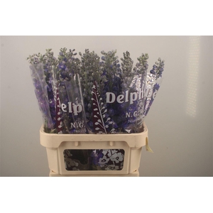 Delph El Dewi Blue Star