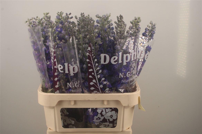 <h4>Delph El Dewi Blue Star</h4>