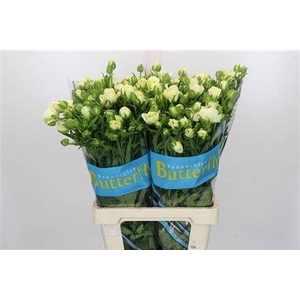 Ranunculus Butterfly Graces 70cm