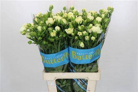 <h4>Ranunculus Butterfly Graces 70cm</h4>