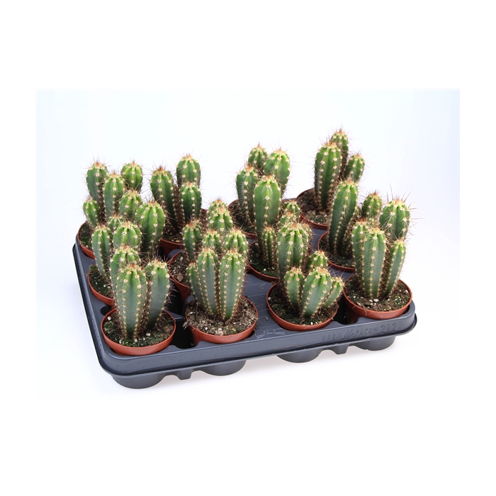 <h4>Cactus neocardenasia herzogiana</h4>