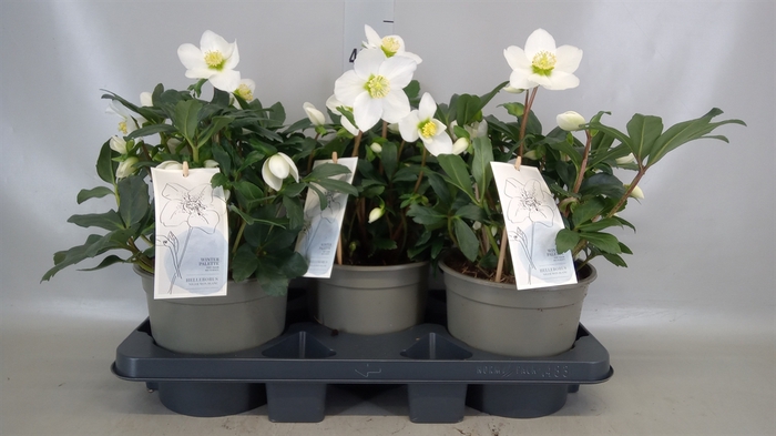 <h4>Helleborus niger 'Mon Blanc'</h4>