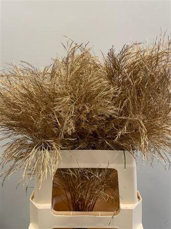 <h4>Treefern Antique Gold</h4>