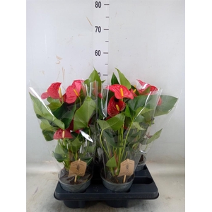 Anthurium andr. 'Casparo'