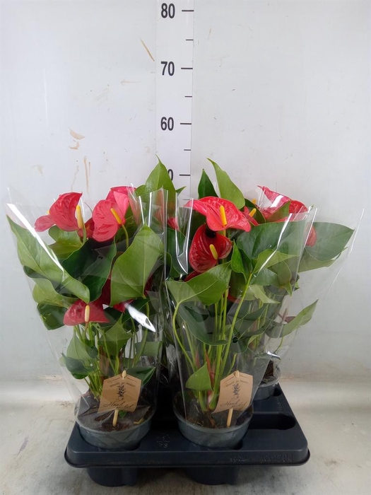 <h4>Anthurium andr. 'Casparo'</h4>