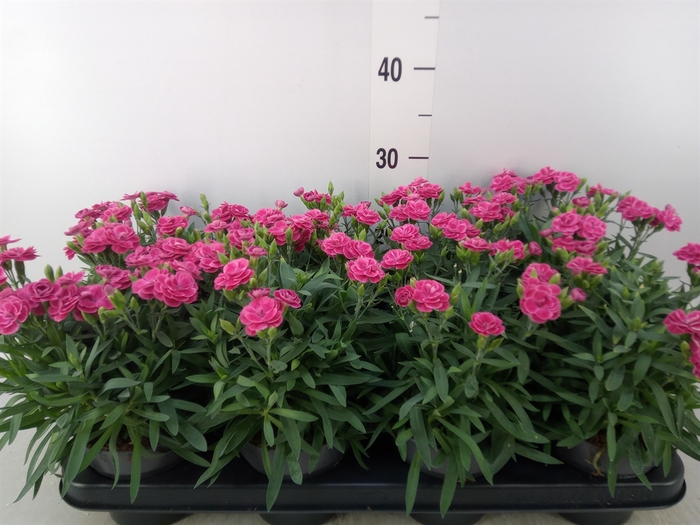 <h4>Dianthus car. 'Peman Fancy Cerise'</h4>