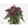 Gomphrena globosa Holly Violet