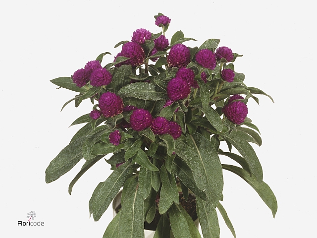 Gomphrena globosa Holly Violet