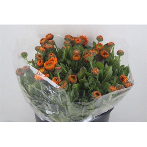 Calendula Orange Extra P Stem
