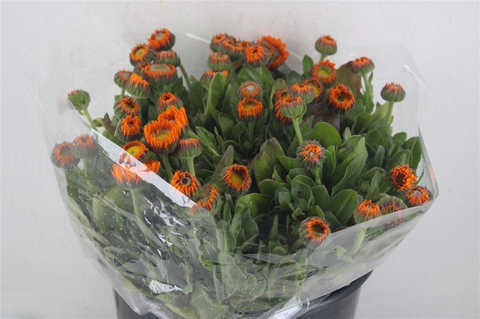 <h4>Calendula Orange Extra P Stem</h4>