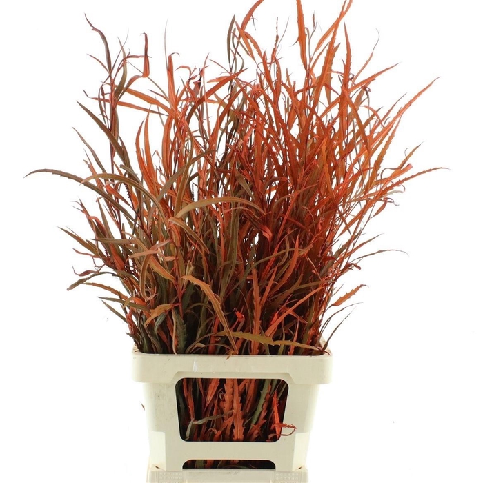<h4>DECOGROEN OV KLB H%</h4>
