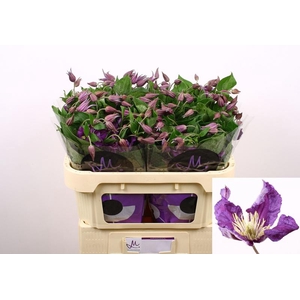 Clematis Amazing Sydney Marginpar