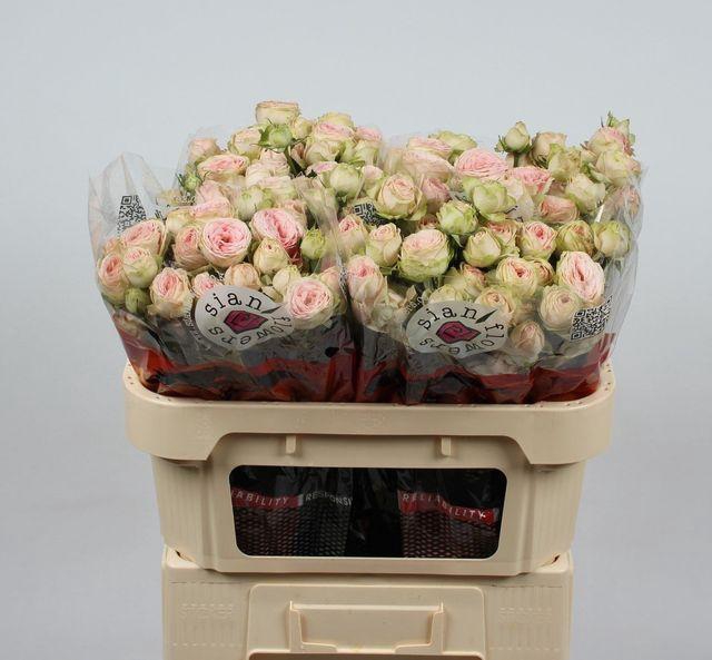 <h4>R TR SWEET GISELLE</h4>