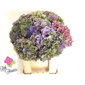 HYDR M ROY PARADE CL