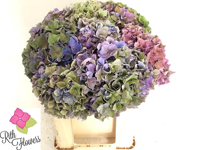 <h4>HYDR M ROY PARADE CL</h4>